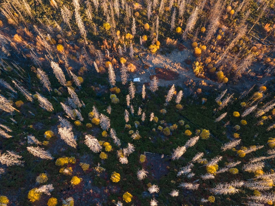 Top-down drone view of scattered golden autumn trees across a dark forest floor