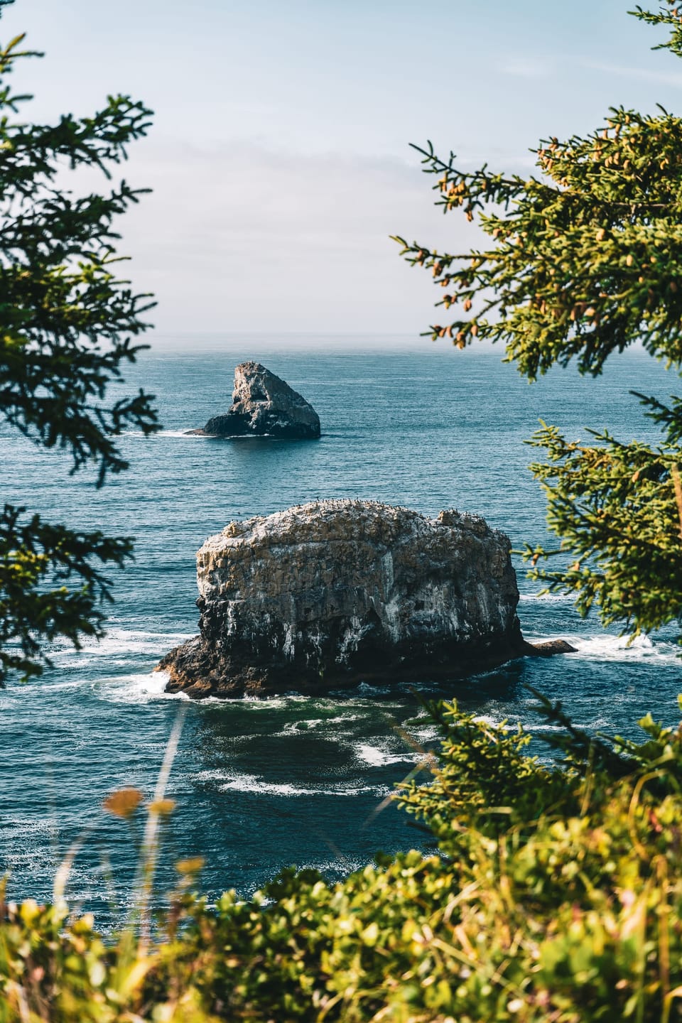 Rocky sea stacks in blue ocean framed by coastal pine branches