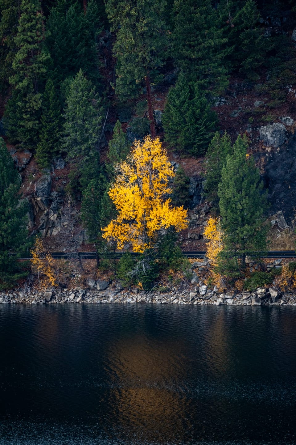 Single golden aspen among dark evergreens reflected in a calm lake