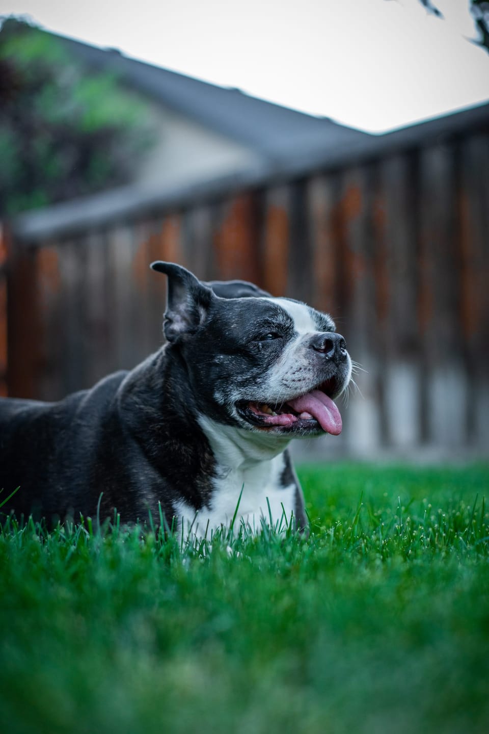 Black and white dog lying in bright green grass in front of a wooden fence