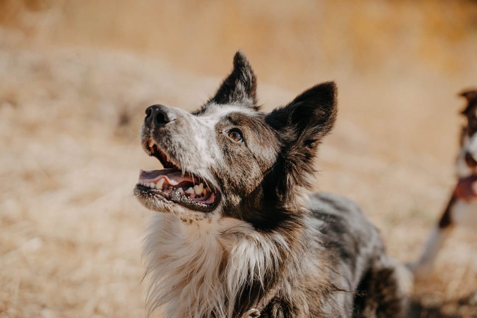 Merle-coated dog looking up with an open mouth in warm outdoor light