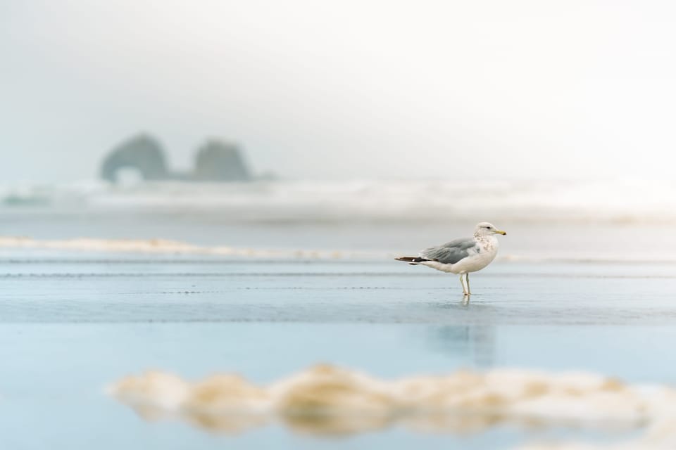 Seagull standing on a reflective wet beach with foggy sea stacks in the distance