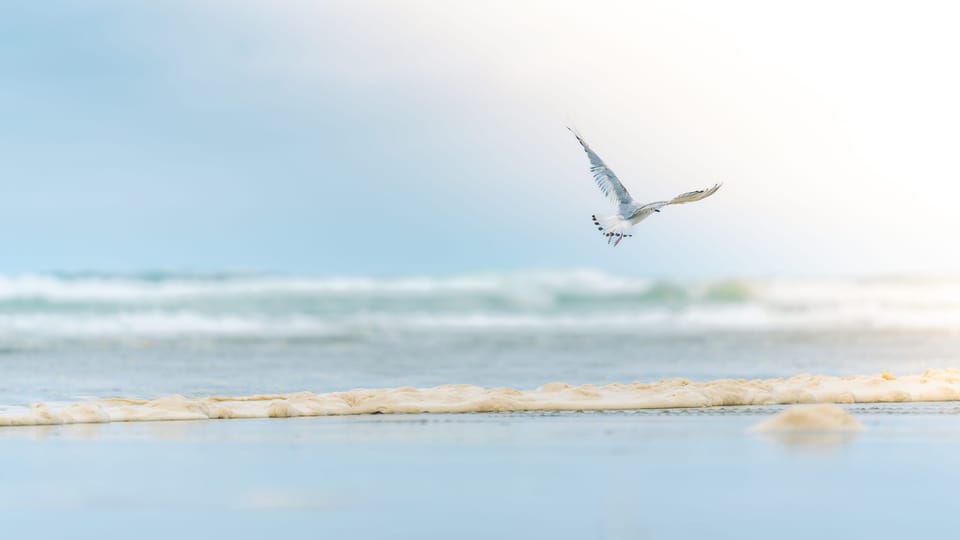 Seagull in flight above breaking ocean waves