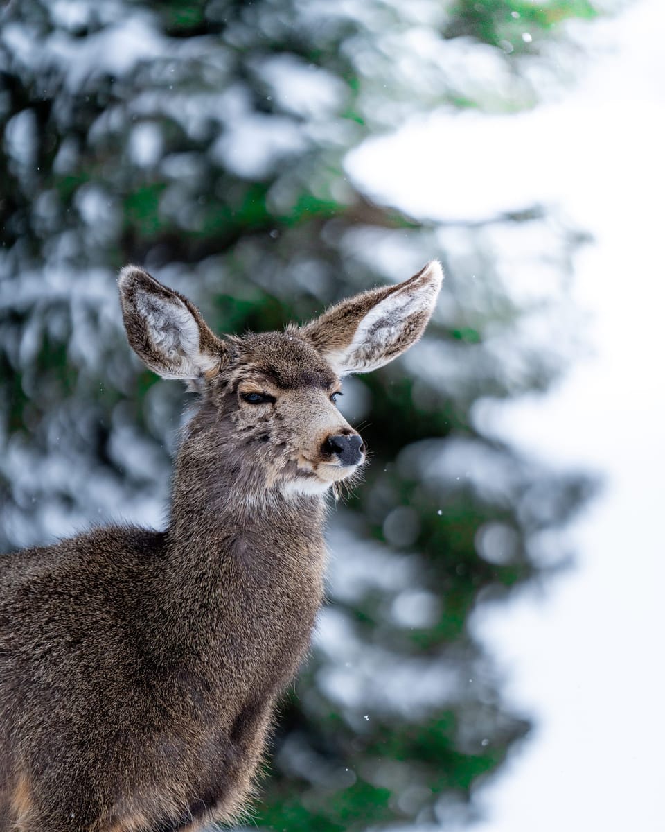 Mule deer with large ears in profile against snowy evergreens