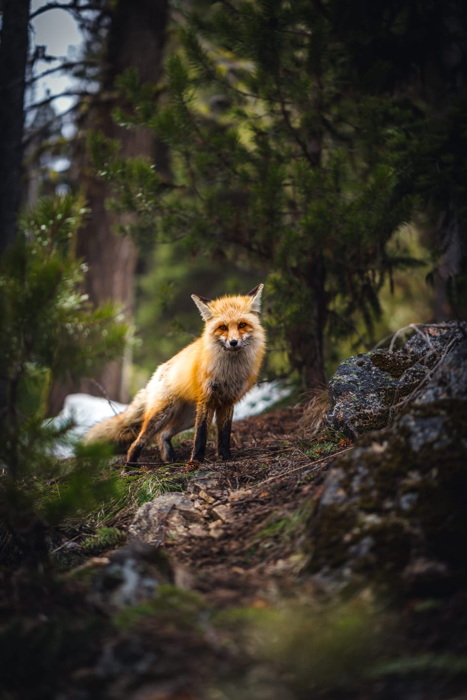 Red fox standing on a mossy forest trail, looking toward the camera