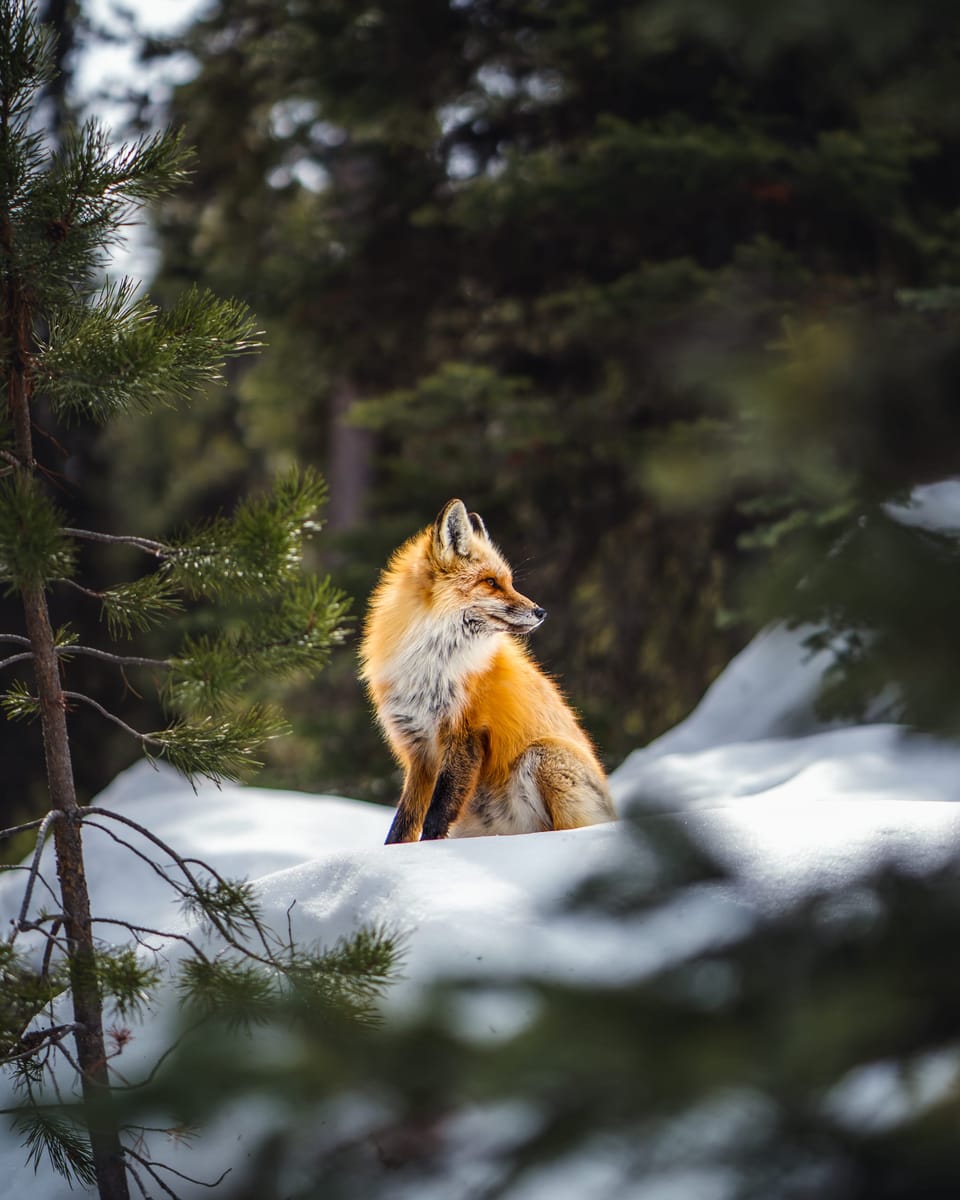 Red fox sitting on a snowbank among pine branches