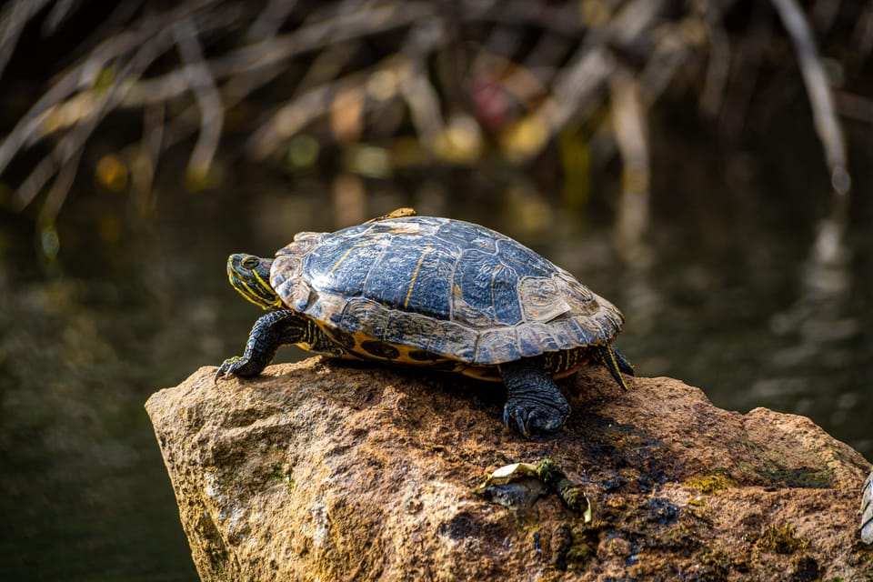 Turtle basking on a rock above dark pond water